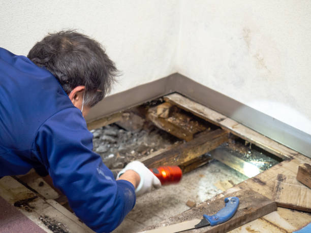 Best HVAC Mold Remediation in Orange Beach, AL