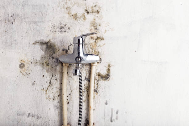 Best Commercial Mold Remediation in Orange Beach, AL